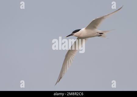 Terna sandwich (Thalasseus sandvicensis) che vola alla luce della sera Foto Stock