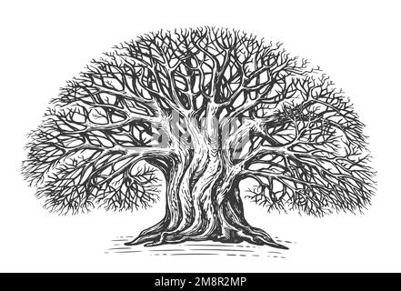 Albero ramificato senza foglie, schizzo. Grande quercia in stile vintage. Illustrazione vintage disegnata a mano Foto Stock