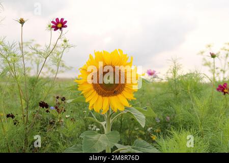 un girasole giallo tra piante verdi in un margine di campo e un cielo serale sullo sfondo nella campagna olandese in estate Foto Stock