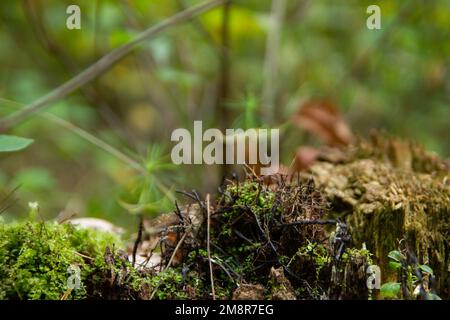 vecchio ceppo nella foresta è cresciuto con erba e funghi neri Foto Stock