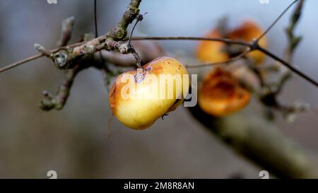 la mela sull'albero è stata mangiata dagli uccelli. Foto Stock