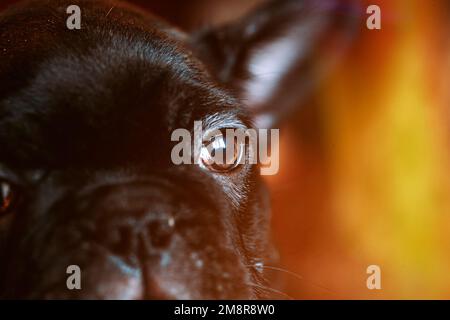 Primo piano occhio di giovane cane Bulldog nero francese Puppy in luce solare morbida. Divertente cane cucciolo. Cane nero Foto Stock