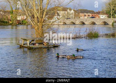 Fordingbridge, Hampshire, Regno Unito, 15th gennaio 2023, Meteo: Sole sulle basse zone inondate. Le avvertenze sulle alluvioni riguardano le aree vicine al fiume Avon. Le anatre usano una panca sommersa del parco come palcoscenico di atterraggio. Credit: Paul Biggins/Alamy Live News Foto Stock