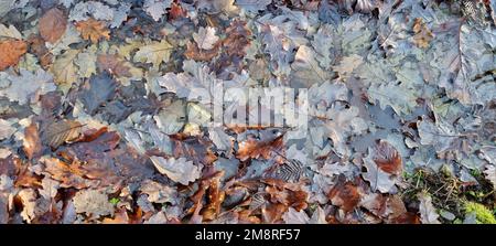 Foglie autunnali asciutte nella foresta a terra Foto Stock