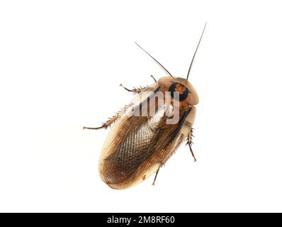 Cockroach gigante grotta dell'America centrale Blaberus giganteus isolato su sfondo bianco Foto Stock