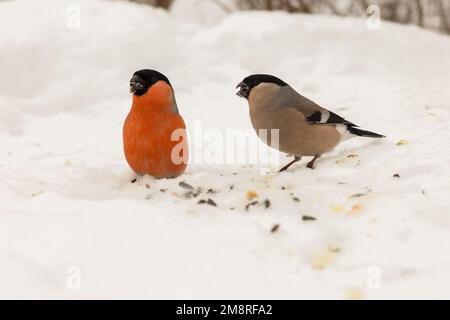 Bullfinch eurasiatico. Maschi e femmine. Uccelli peck semi sulla neve Foto Stock