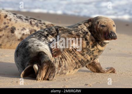 Una femmina adulta di foca grigia atlantica che si adora sulla spiaggia di Waxham a Norfolk, gennaio 2023 Foto Stock