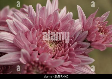 Fiori di crisantemo primo piano. Crisantemi rosa. Sfondo floreale di crisantemi viola autunnali. Foto Stock