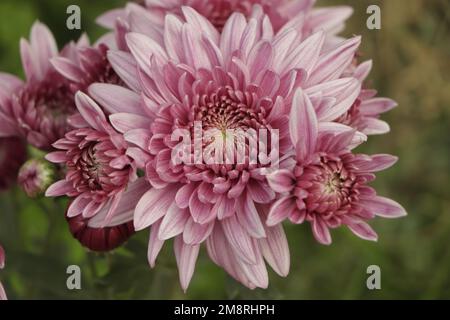 Un vicino la foto di un mazzetto di rosa scuro fiori di crisantemo con centri di colore giallo e bianco suggerimenti su i loro petali. Foto Stock