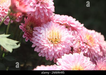I crisantemi fioriscono nel giardino autunnale. Sfondo con crisantemi lilla delicati. Foto Stock