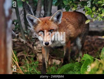 Un primo piano di una simpatica volpe rossa (Vulpes vulpes) che fissava la fotocamera Foto Stock