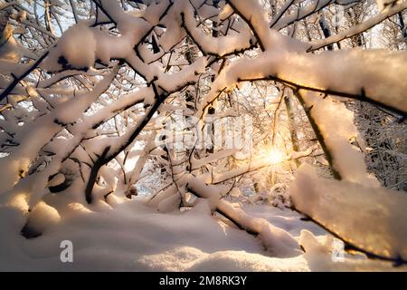 Natura in inverno con rami innevati e il sole, una scena stagionale da cartolina con un umore incantato Foto Stock