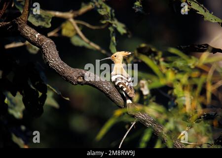 Hoopoe eurasiatica (Upupa epops) su Branch. Kanha National Park, Madya Pradesh, India Foto Stock