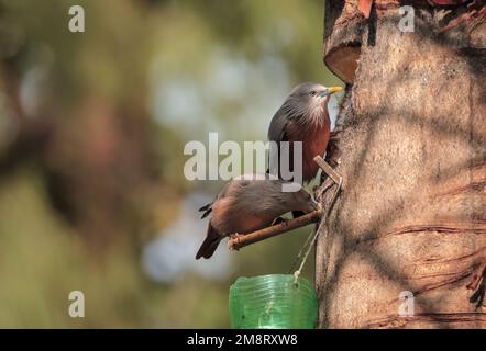 Starling uccelli bere succo di palma data da albero di palma data. Foto Stock