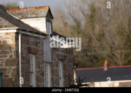 Gabbiano udito gabbiano che vola sopra le cime del tetto Foto Stock