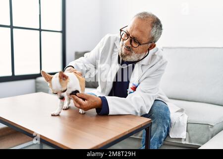 Uomo anziano grigio-capelli indossando veterinario uniforme esame chihuahua in clinica veterinario Foto Stock