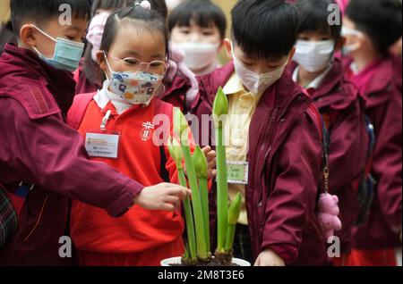 Piante bulbi da esporre all'Hong Kong Park. I membri del pubblico hanno la possibilità di dare un'occhiata più da vicino alle diverse specie di piante da bulbo in una mostra tematica che si tiene presso il Conservatorio Forsgate di Hong Kong Park. 09JAN23 SCMP / Elson li Foto Stock