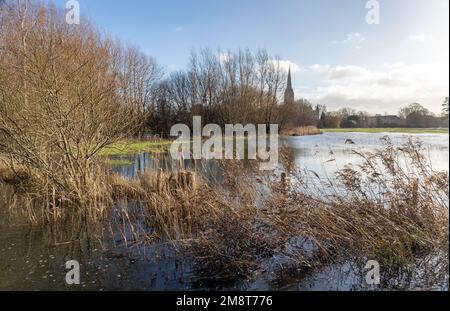 Fiume gonfio Avon a Salisbury, Wiltshire, Inghilterra, Regno Unito dopo forti precipitazioni. Gennaio 2023 Foto Stock