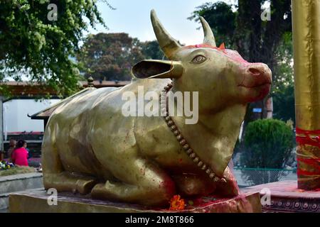 Mucca Santa, Tempio di Shiva, Pokhara, Provincia di Gandaki, Nepal, Asia Foto Stock