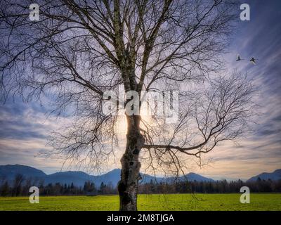 DE - BAVIERA: Loisach Moor vicino a Benediktbeuern, Oberbayern Foto Stock