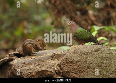 Colomba grigia dove smeraldo (Chalcoposy indica) femmina adulta in piedi su una roccia con terreno Indochinese Squirrel (Menetes berdmorei) a nutrire s Foto Stock