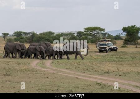 Serengeti, Tanzania - 14th ottobre 2022: Una mandria di elefanti che fermano il traffico, mentre attraversano una strada sterrata nella riserva nazionale di Serengeti. Foto Stock