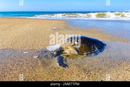 La tartaruga morta si è bagnata sulla spiaggia di Zicatela Puerto Escondido Oaxaca Messico. Foto Stock