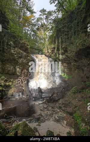 Cascata di Hareshaw Linn dopo le piogge Foto Stock