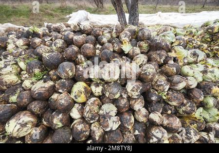 Foto di composto di cavolo organico marcio, fuoco selettivo. Foto Stock