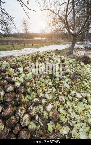 Foto di composto di cavolo organico marcio, fuoco selettivo. Foto Stock