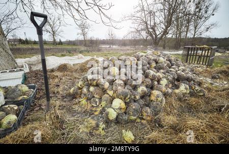 Foto di composto di cavolo organico marcio, fuoco selettivo. Foto Stock