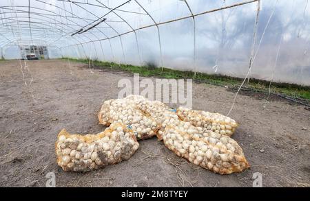 Cipolla biologica confezionata in sacchetti in serra, fuoco selettivo. Foto Stock