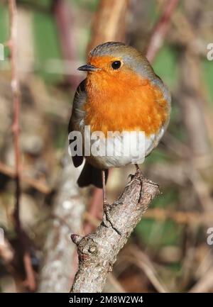 Robin (Erithacus rubecula) che posa al sole in una siepe di rovo Foto Stock