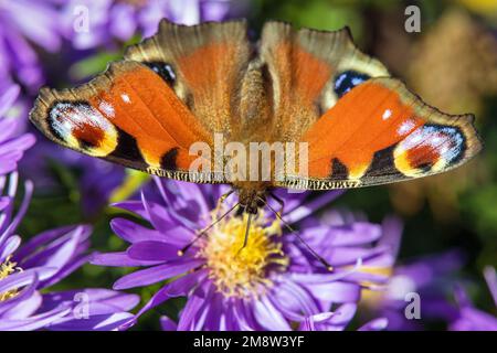 Farfalla Peacock seduta sul blueflower, in latino Inachis Io o Aglais Io Foto Stock