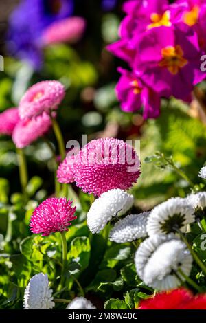 Graziosi fiori di Bellis perennis, con una profondità di campo poco profonda Foto Stock