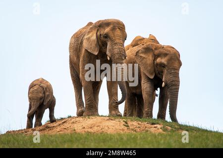 Elefanti mandria su piccola collina, famiglia di elefanti, due elefanti femmina e bambino Foto Stock