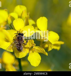 Particolare di ape o di ape in latino Apis mellifera, europeo o occidentale ape di miele seduta su fiore giallo di colza Foto Stock