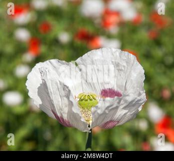 Bianco fiore campo di papavero di oppio in latino papaver somniferum, campo di papavero cucito con papaveri rossi, papavero bianco colorato è cresciuto in Repubblica Ceca per Foto Stock