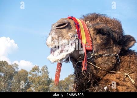 Primo piano di una testa di un cammello maschio con schiuma spessa sulla bocca. 2023° Campionato annuale di wrestling a Selcuk, Turchia Foto Stock