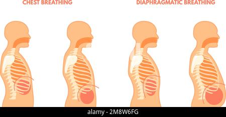 Respirazione diaframmatica. Esercizi polmonari allenamento di respirazione toracica e addominale, tecnica di respirazione trachea, inspirazione espirazione medica infografica vettore illustrazione della tecnica di esercizio respiro Illustrazione Vettoriale