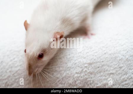 Ratto bianco da laboratorio con occhi rossi, isolato su sfondo bianco Foto Stock