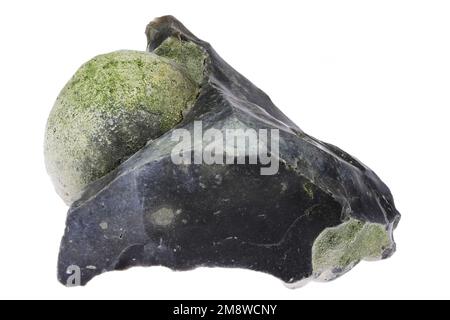 Riccio di mare pietrificato a matrice di selce dalla Danimarca isolato su sfondo bianco Foto Stock