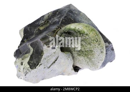 Riccio di mare pietrificato a matrice di selce dalla Danimarca isolato su sfondo bianco Foto Stock