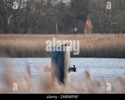 Un cormorano si trova su uno spesso palo di legno davanti a un letto di canne Foto Stock