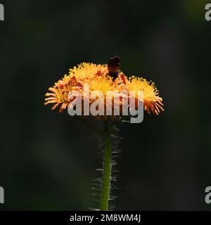Una volpe e cubs, o Hawkweed arancione, (Pilosella aurantiaca) testa di fiore in sole luminoso contro uno sfondo scuro Foto Stock