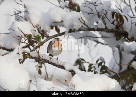 Un Robin (Erithacus rubecula) in Inverno al riparo in un cespuglio innevato al sole Foto Stock