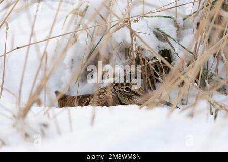 Un Woodcock, o Longbill, (Scolopax Rusticola) nascondere in una cavità in neve e erba durante la luce del giorno Foto Stock