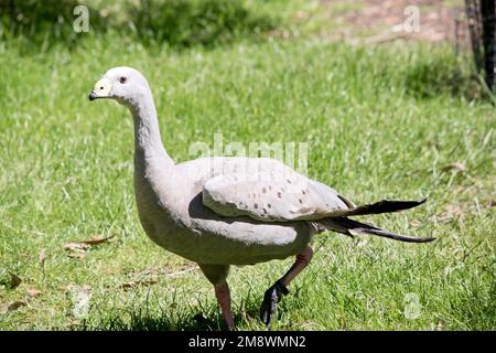 L'oca di Cape Barren è un uccello grigio con un becco giallo e punta nera al becco Foto Stock