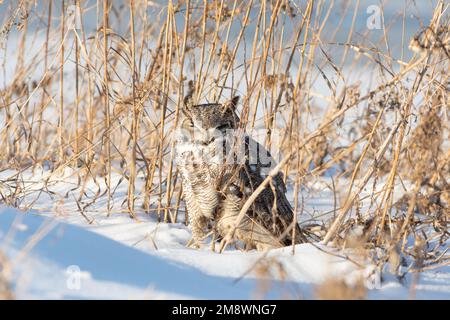 Un grande gufo corno, Bubo virginianus, in piedi nella neve tra erbe secche, lungo un fiume a St Albert, Alberta, Canada. Foto Stock