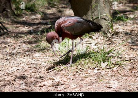 Il modello Glossy Ibis è caratterizzato da un design caratteristico, lungo e curvo verso il basso, di colore marrone oliva. La pelle del viso è grigio-blu con una linea bianca che si estende Foto Stock